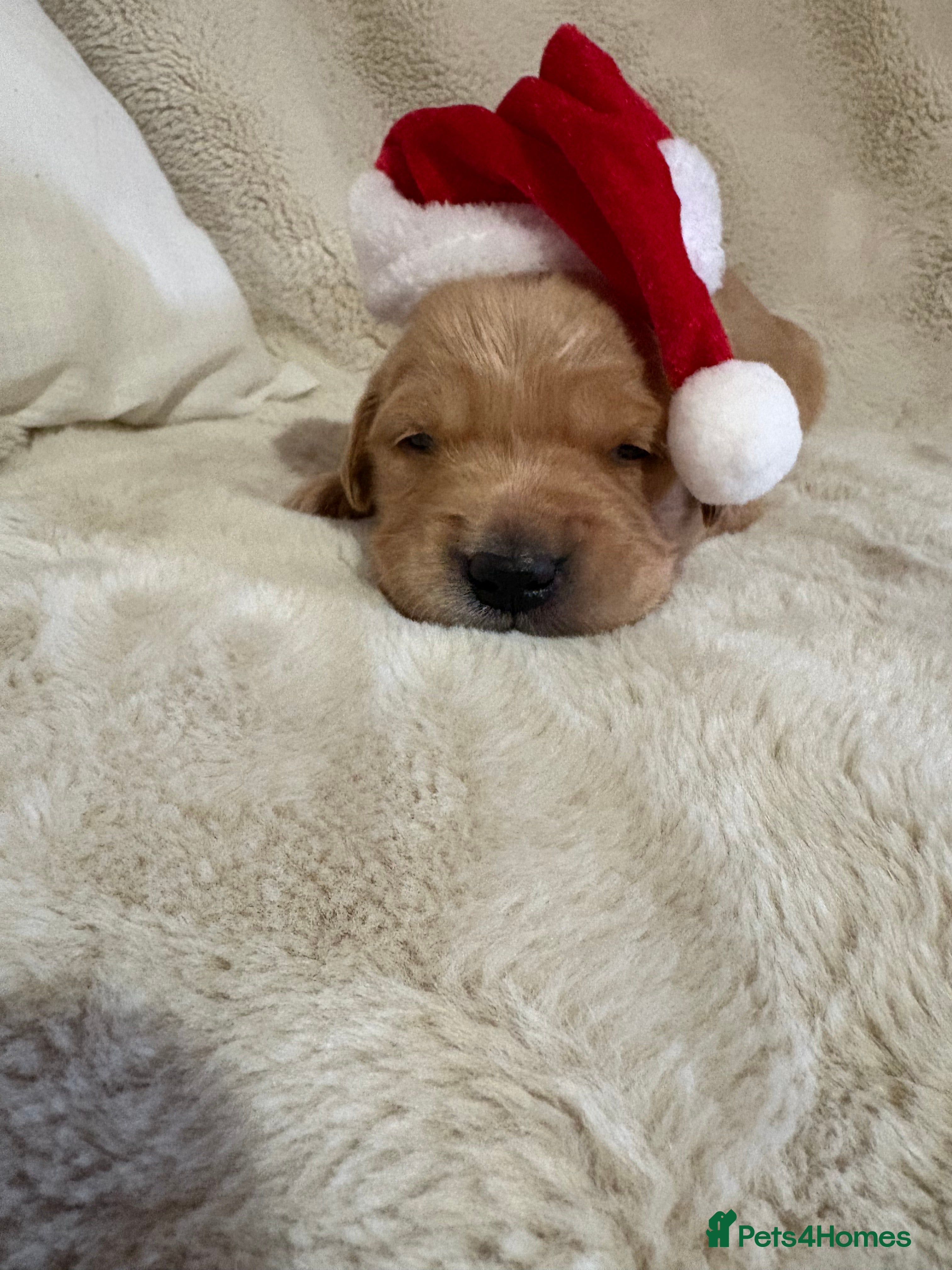 Golden Retriever dogs Golden retriever puppies KC reg 2x males  🐶  - Advert 1