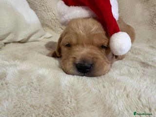 Golden Retriever dogs Golden retriever puppies KC reg 2x males 🐶 - Advert 1