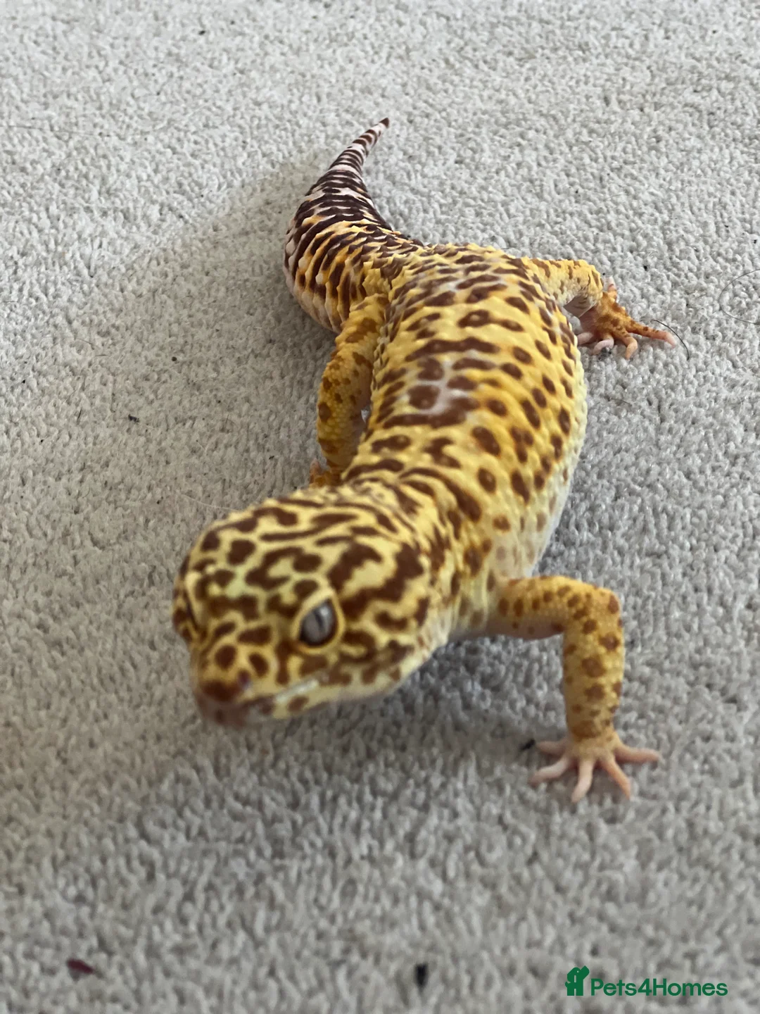 Leopard Gecko reptiles for sale: Leopard Gecko with vivarium in Bexleyheath - Advert 1