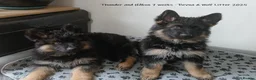 German Shepherd dogs for sale: Exceptional litter of ÚlfrVættir puppies due soon! - Advert 4