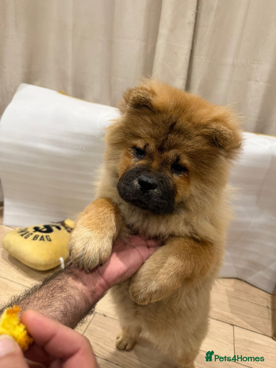 Chow Chow dogs for sale: Chow chow - Advert 12