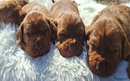 Hungarian Vizsla dogs for sale: Hungarian vizsla  - Image 7