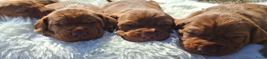 Hungarian Vizsla Puppy 2