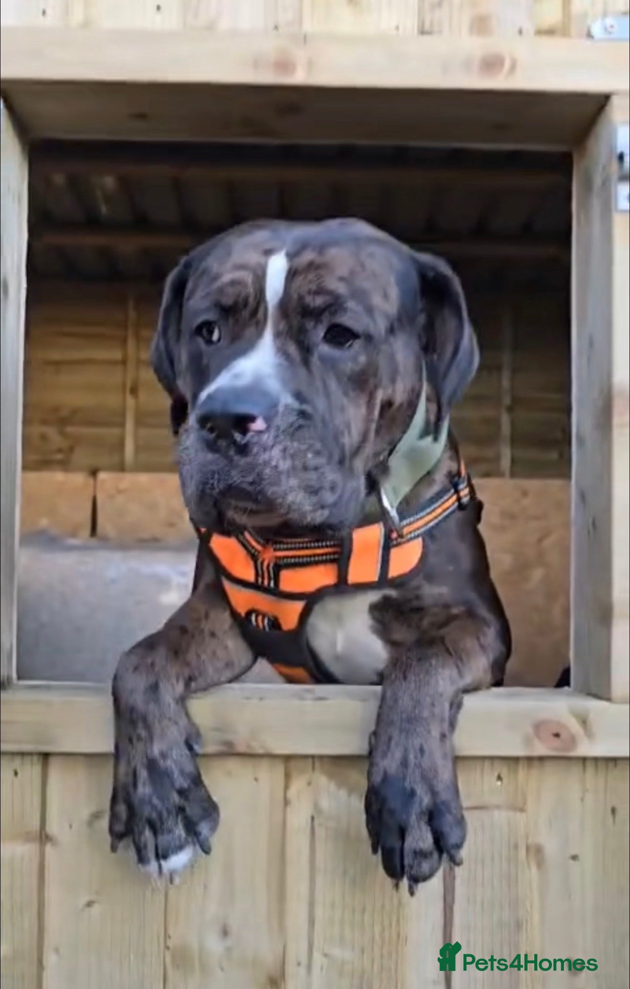 Mixed Breed dogs Rocco - Advert 9