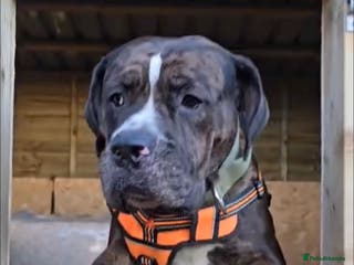 Mixed Breed dogs Rocco - Advert 17