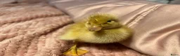 Ducks poultry for sale: 🐣 Ducklings! 🐣 - Advert 3