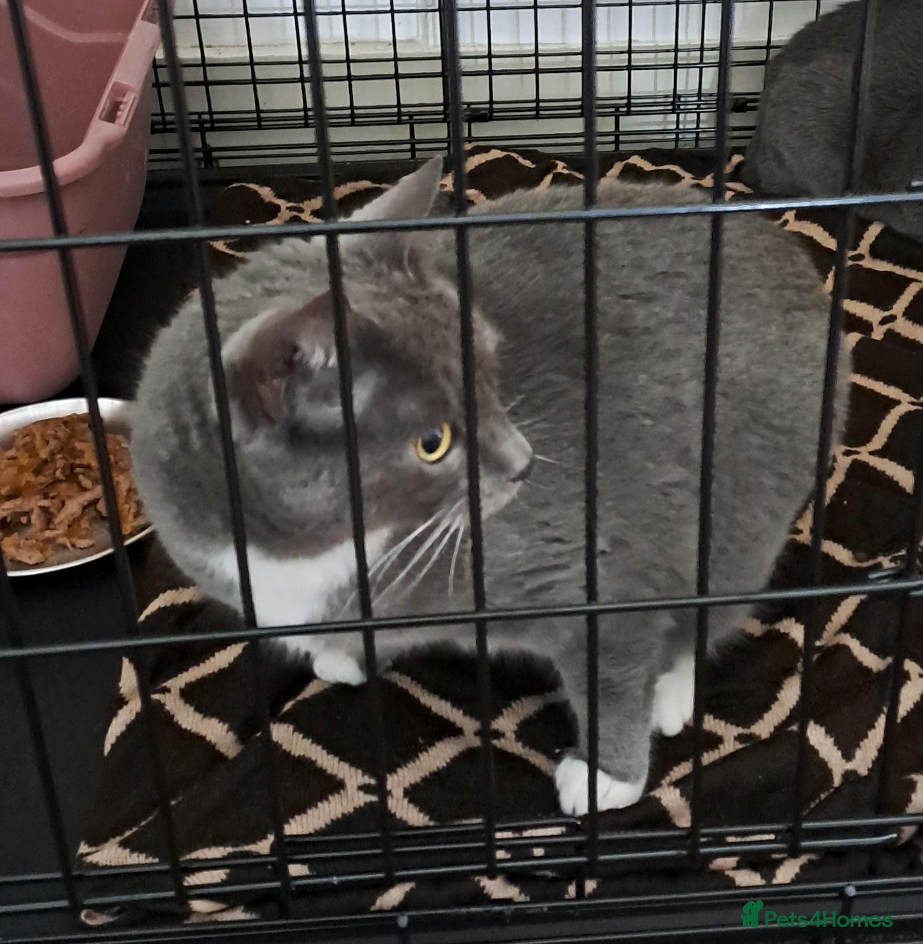 Mixed Breed cats Handsome BSH boy with green eyes needs a home. - Advert 5