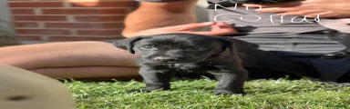 Labrador Retriever 2