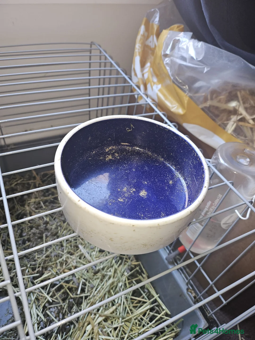 Guinea Pig rodents for sale: 2 Gorgeous Male Guinea pigs  in London - Advert 6