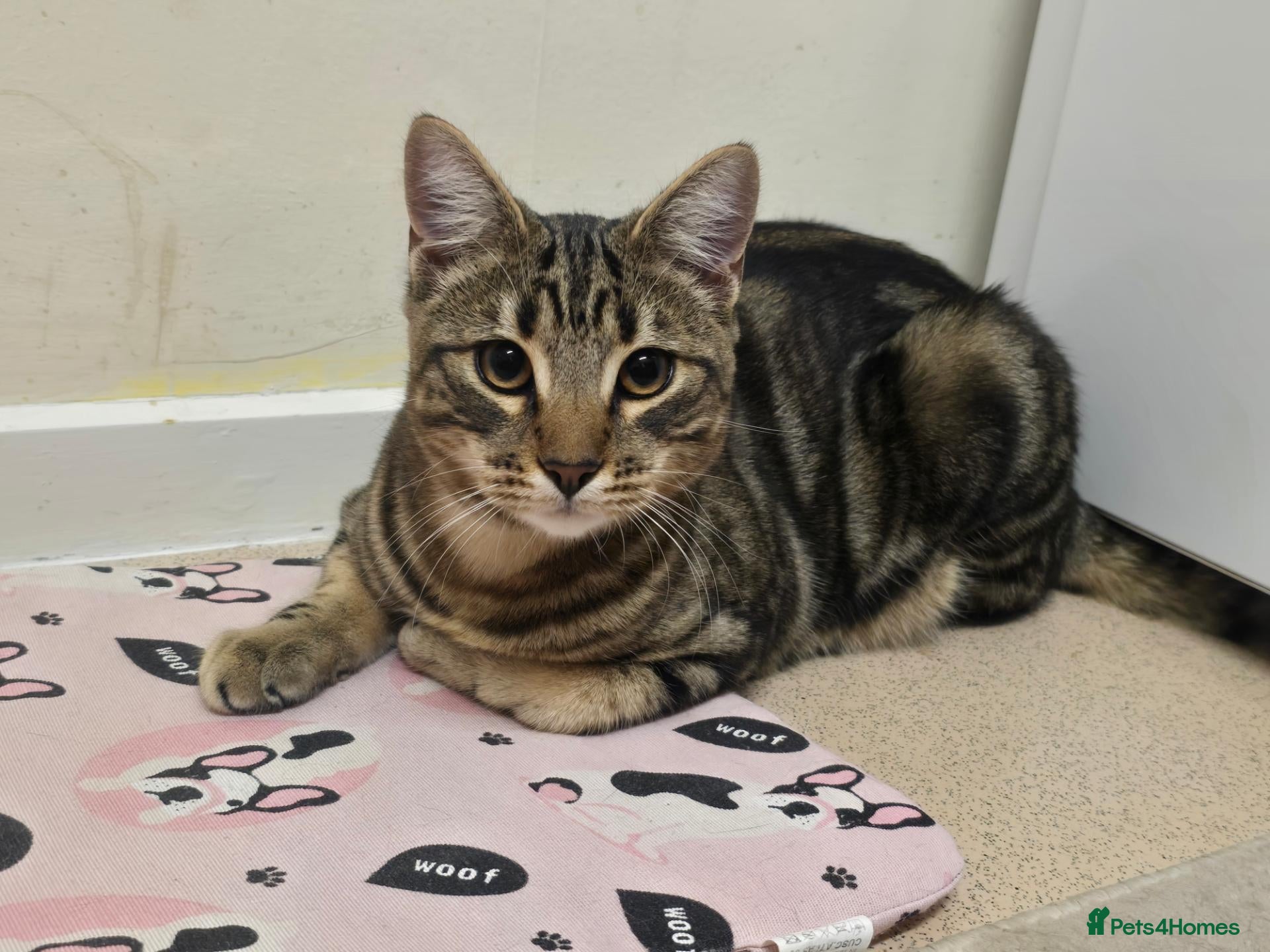 Savannah cats for sale: Savanna cat 7months - Advert 3