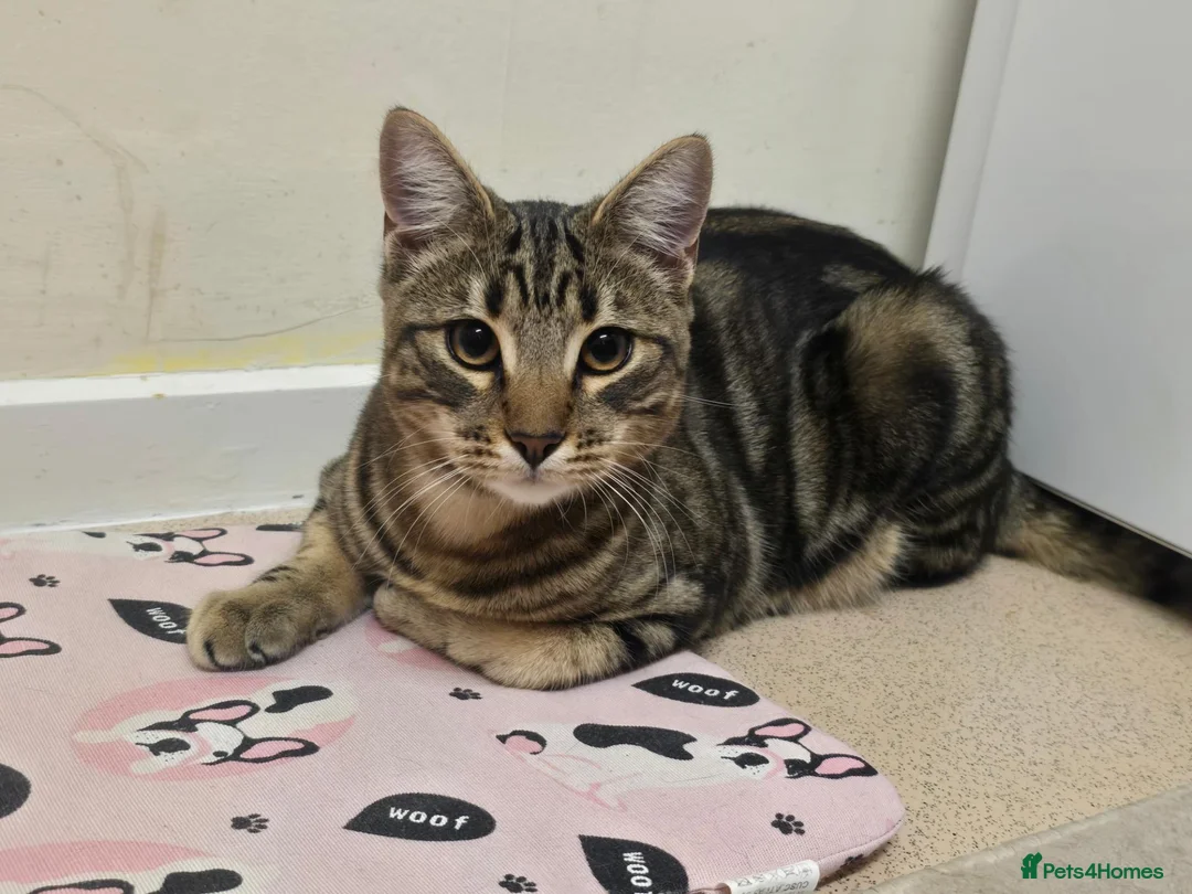 Savannah cats for sale: Savanna cat 7months in Saint Leonards-on-sea - Advert 1