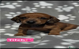 Miniature Dachshund dogs for sale: Miniature dachshund  - Image 2