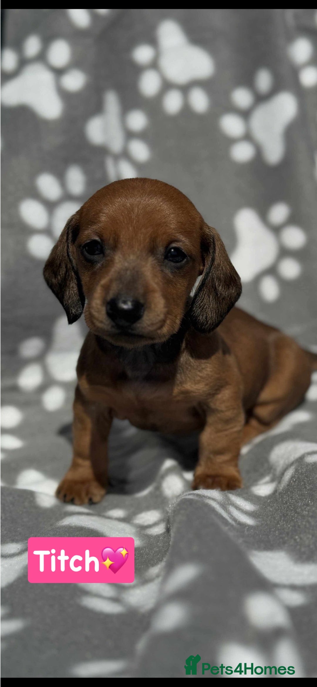 Miniature Dachshund dogs for sale: Miniature dachshund  - Image 2