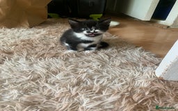 British Shorthair cats for sale: Black and white kittens ready for a new home - Image 4