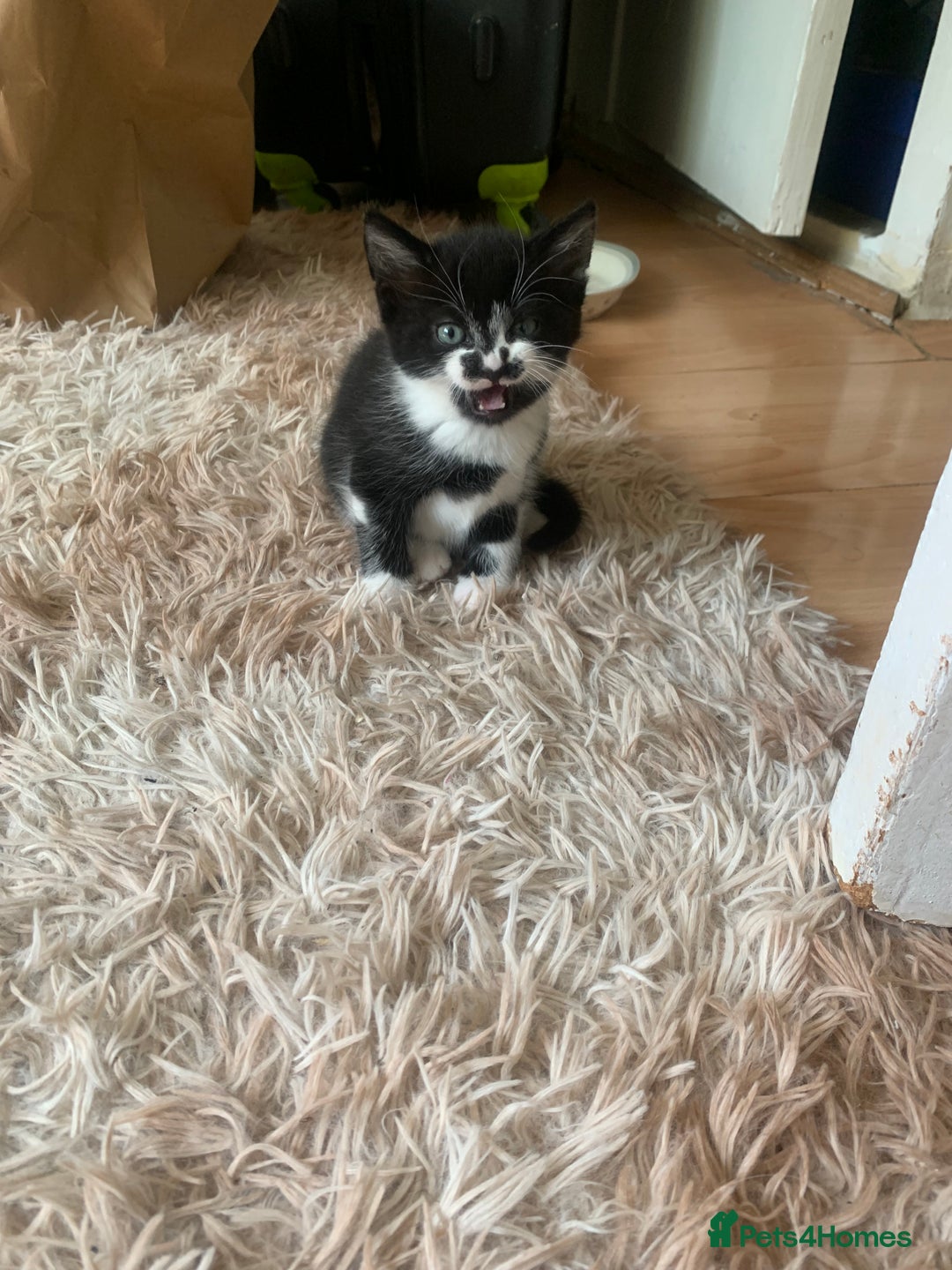 British Shorthair cats for sale: Black and white kittens ready for a new home - Image 4