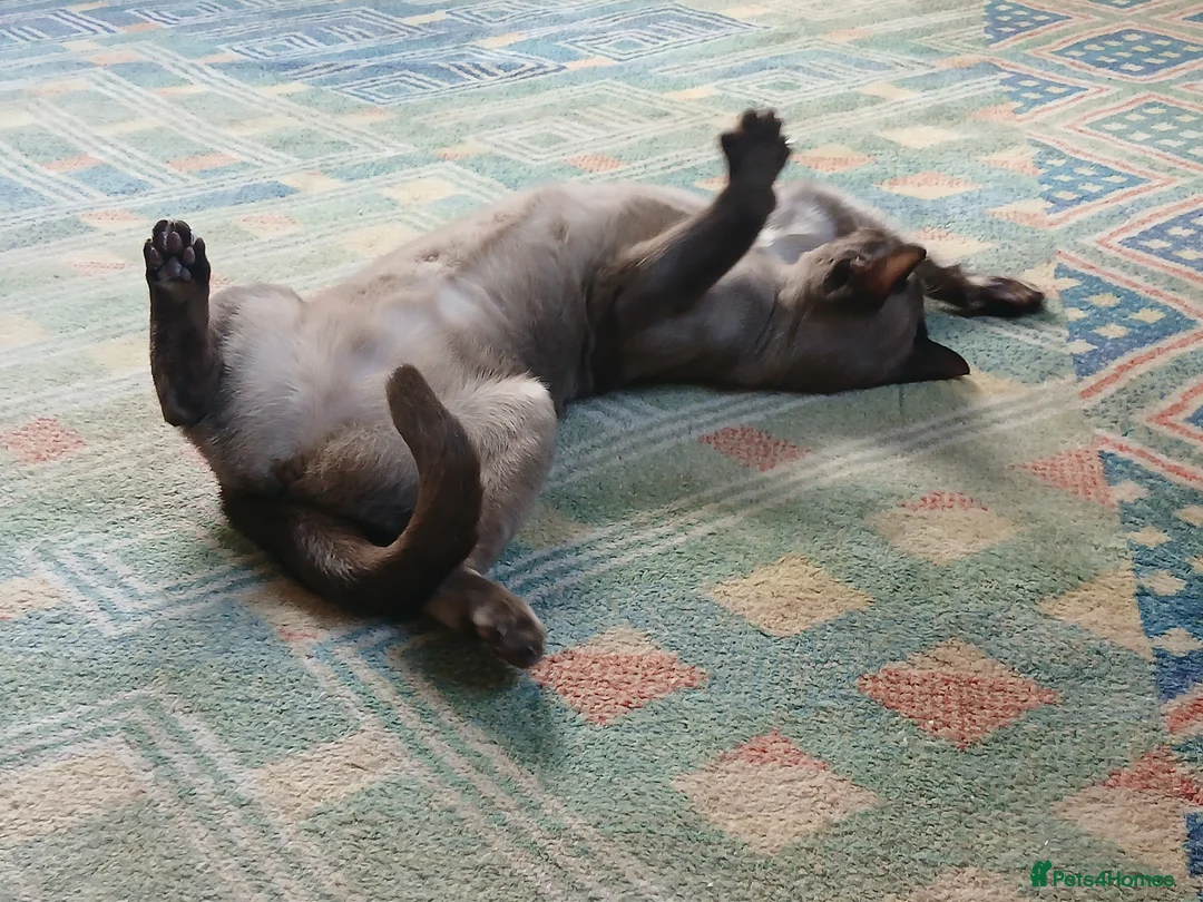 Burmese cats for sale: Beautiful Chocolate Burmese Female. GCCF Reg - Advert 2