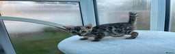 Bengal cats for sale: CUTE SILVER FEMALE BENGAL KITTEN (TICA)  - Advert 14