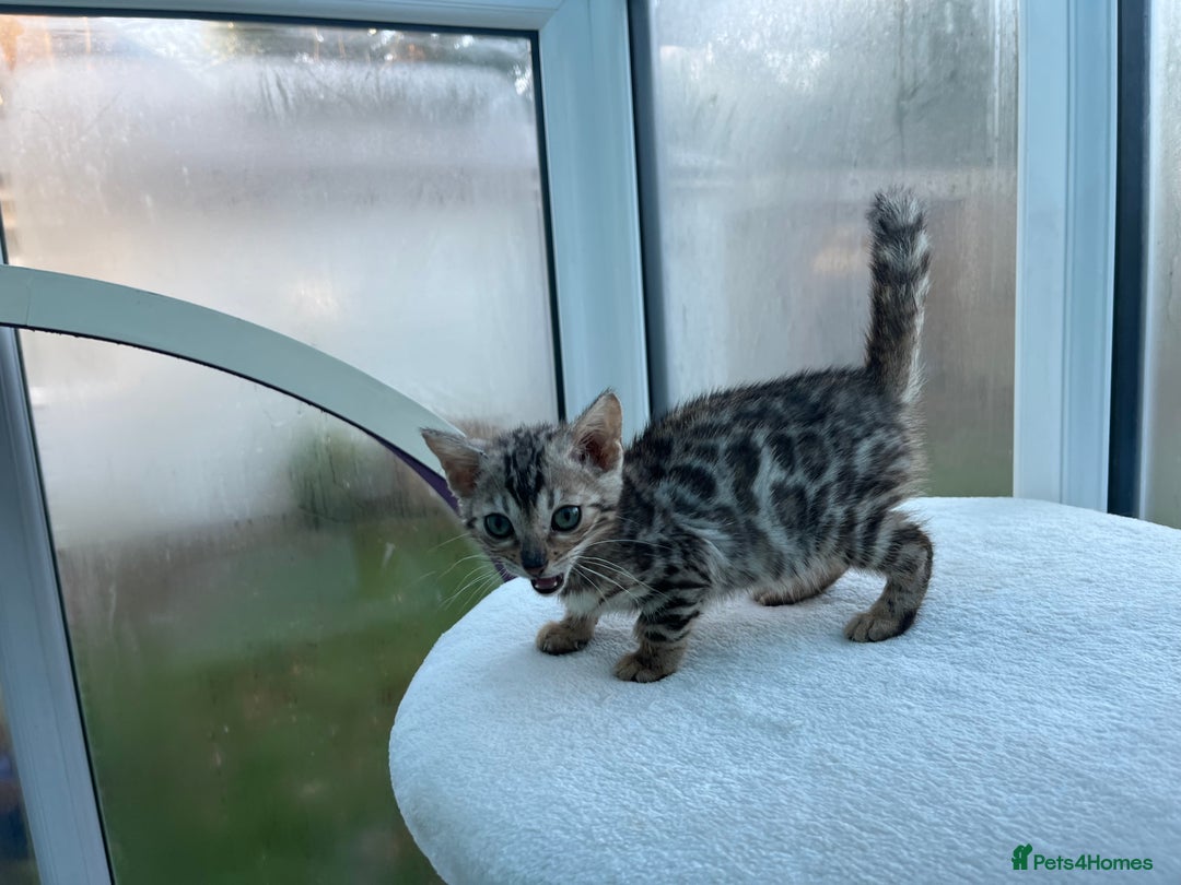 Bengal cats for sale: CUTE SILVER FEMALE BENGAL KITTEN (TICA)  - Advert 14