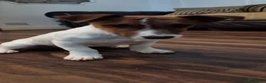 Jack Russell Puppy 1