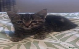 Mixed Breed cats for sale: 2 female Dark tabby kittens for sale - Image 4