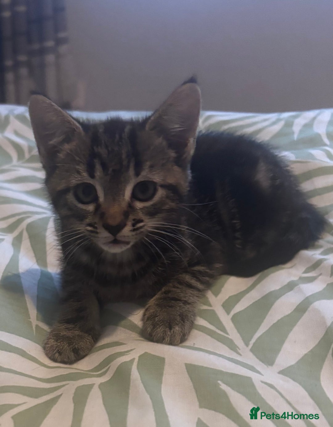 Mixed Breed cats for sale: 2 female Dark tabby kittens for sale - Image 4