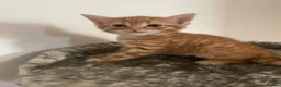 British Shorthair cats for sale: Beautiful Kittens Looking for Loving Homes - Advert 18