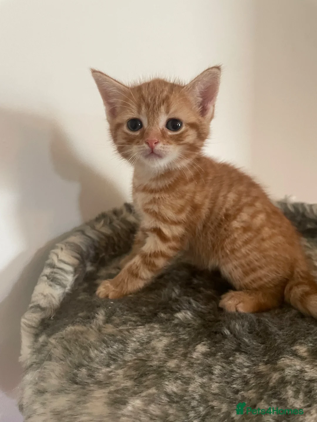 British Shorthair cats for sale: Beautiful Kittens Looking for Loving Homes - Advert 18