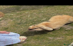 French Lop rabbits for sale: Delilah  - Image 4