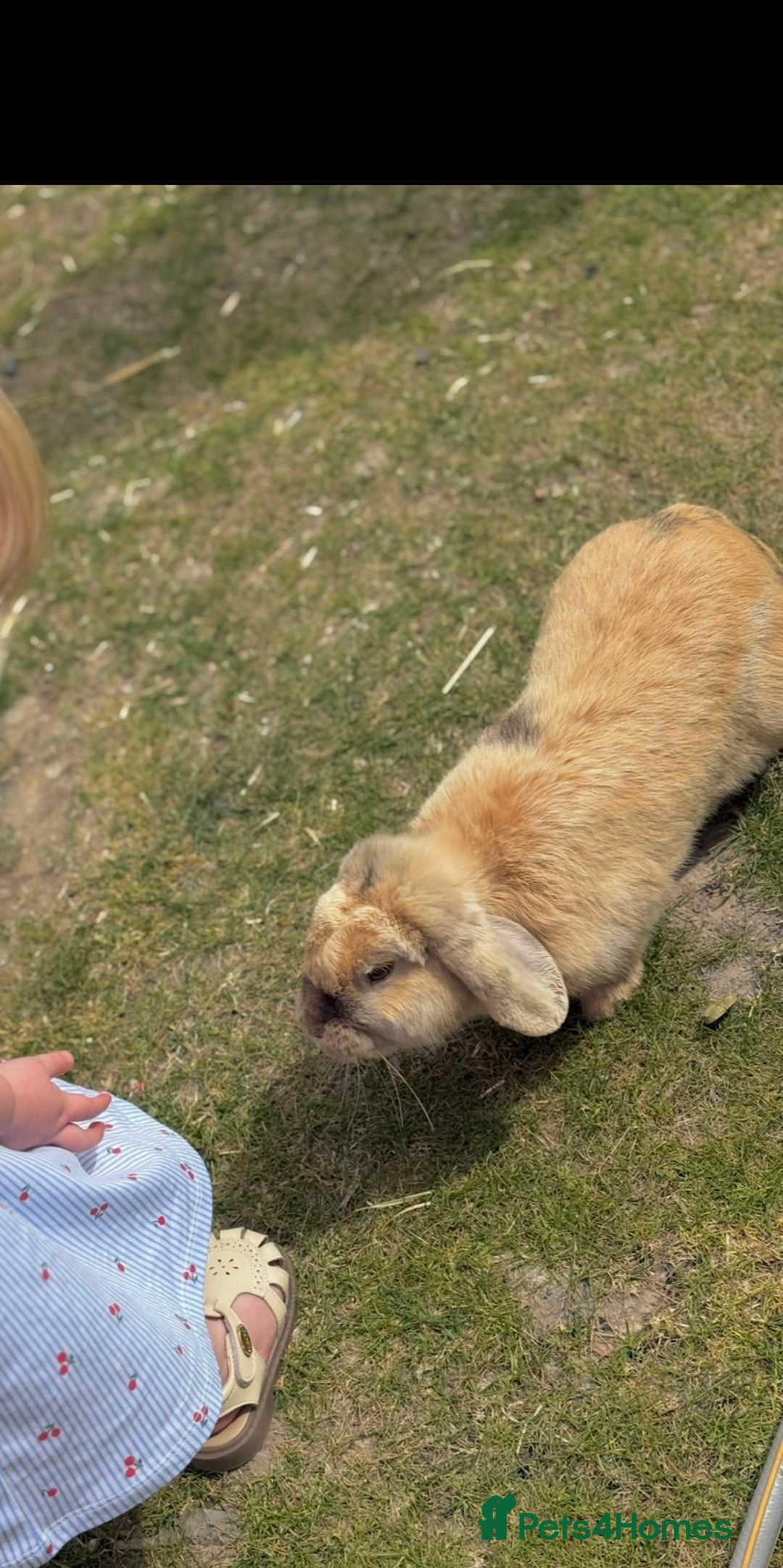 French Lop rabbits for sale: Delilah  - Image 4