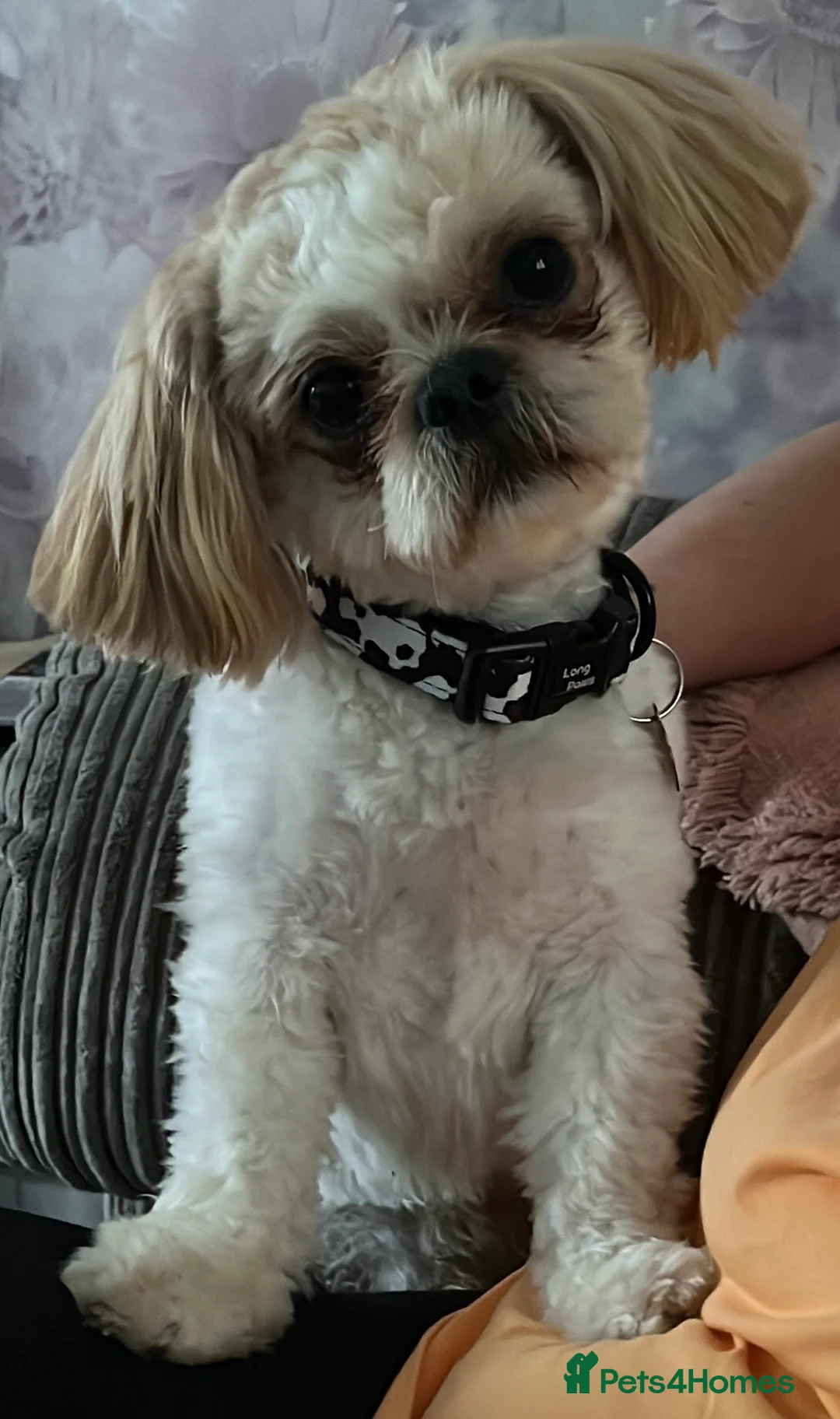 Shih Tzu dogs for stud: Imperial Shihtzu Boy available for Stud in Leicester - Advert 7