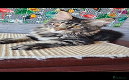 Maine Coon cats for sale: Main coons - Image 10
