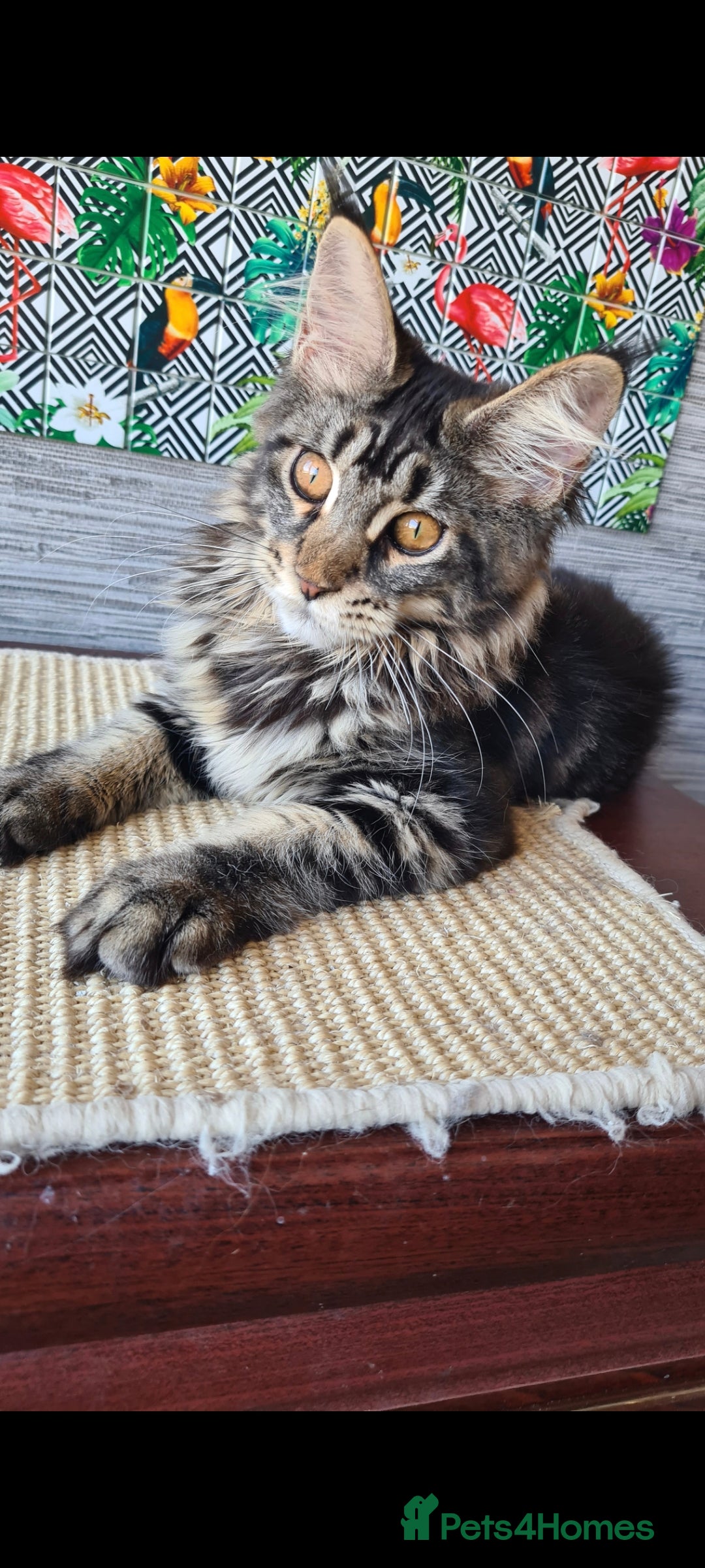 Maine Coon cats for sale: Main coons - Image 10