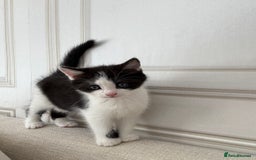 Mixed Breed cats for sale: Beautiful kittens for sale  - Image 14