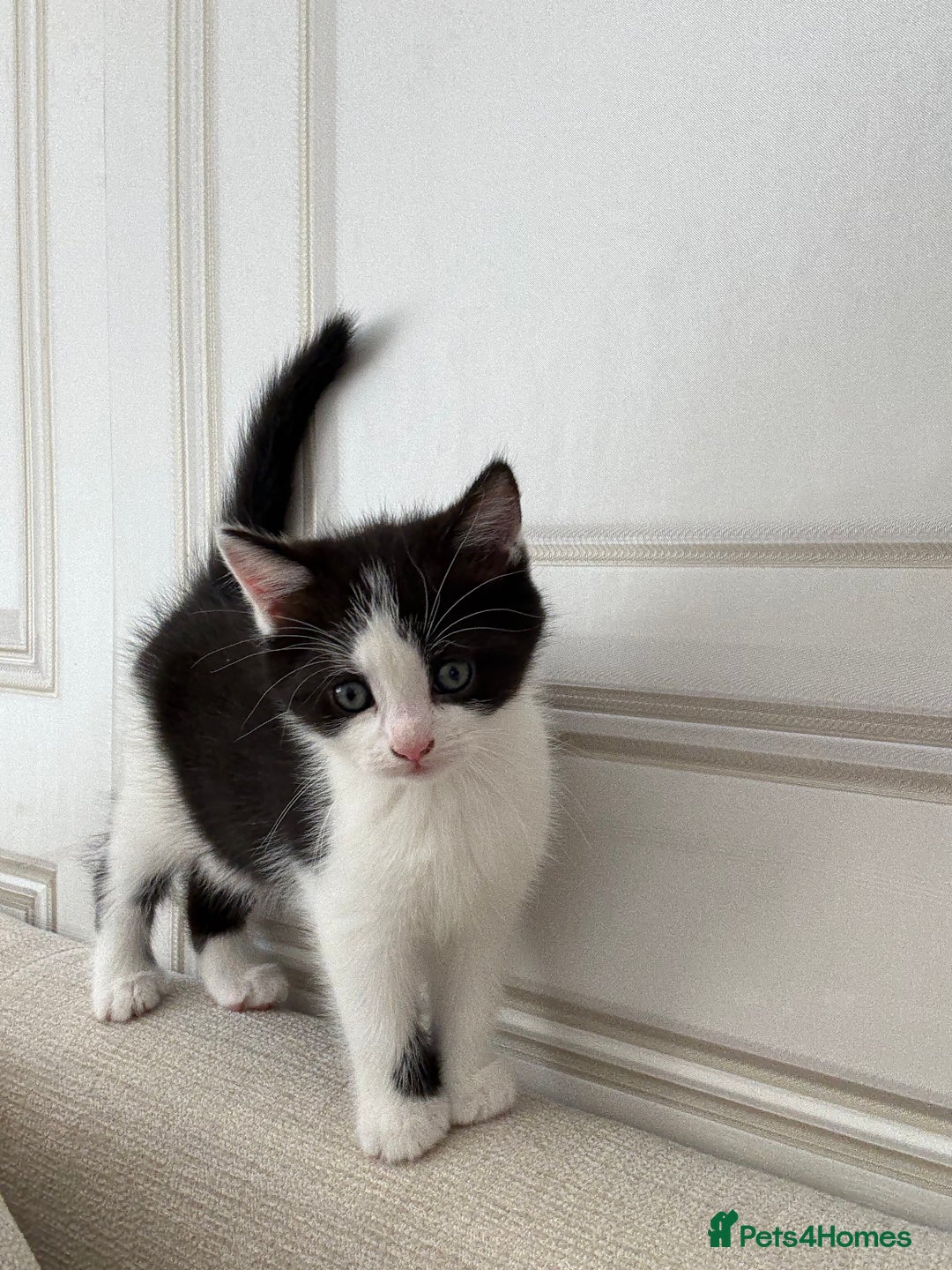 Mixed Breed cats for sale: Beautiful kittens for sale  - Image 14