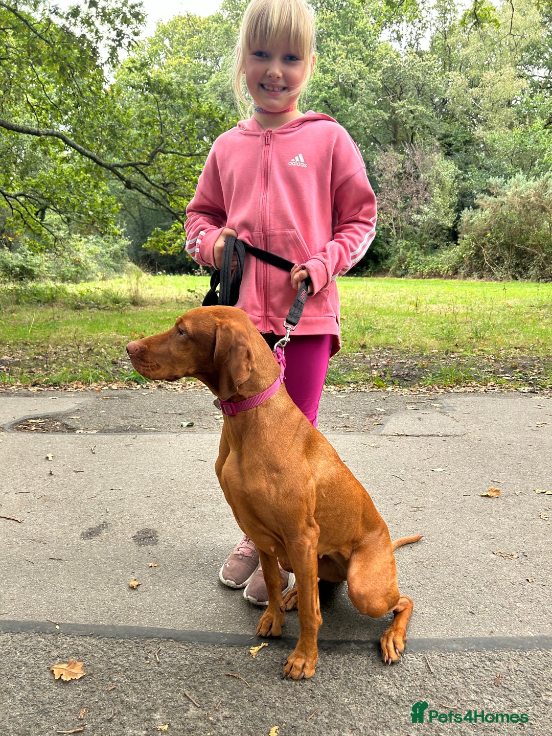 Hungarian Vizsla dogs for sale: Hookside x Skyrocket - Advert 1