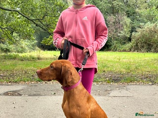 Hungarian Vizsla dogs Hookside x Skyrocket - Advert 1