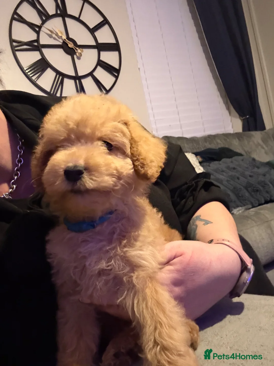 Mixed Breed dogs for sale: Labradoodle x cockerpoo puppies - Advert 1