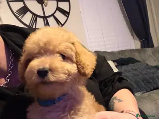 Mixed Breed dogs Labradoodle x cockerpoo puppies - Advert 7