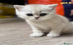 Scottish Fold cats for sale: Scottish straight/fold kittens 😸  - Image 19