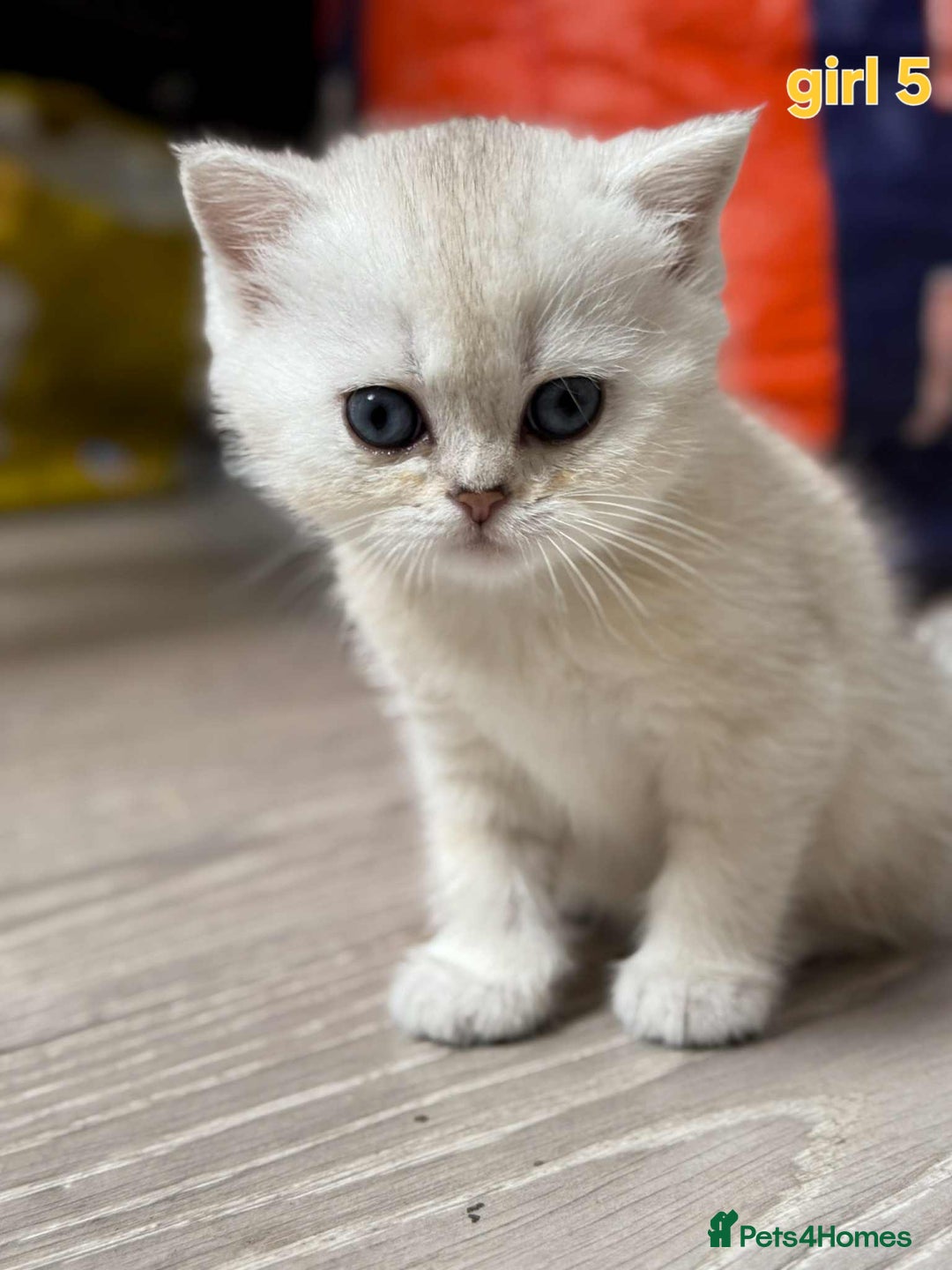 Scottish Fold cats for sale: Scottish straight/fold kittens 😸  - Image 19
