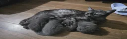 Persian cats for sale: Gorgeous Persian x Kittens Ready now  - Advert 3