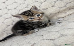 Mixed Breed cats for sale: 7 little kittens - Image 9