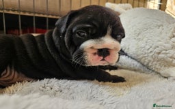 English Bulldog dogs for sale: Outstanding KC English Bulldogs, Top Quality Pups - Image 30