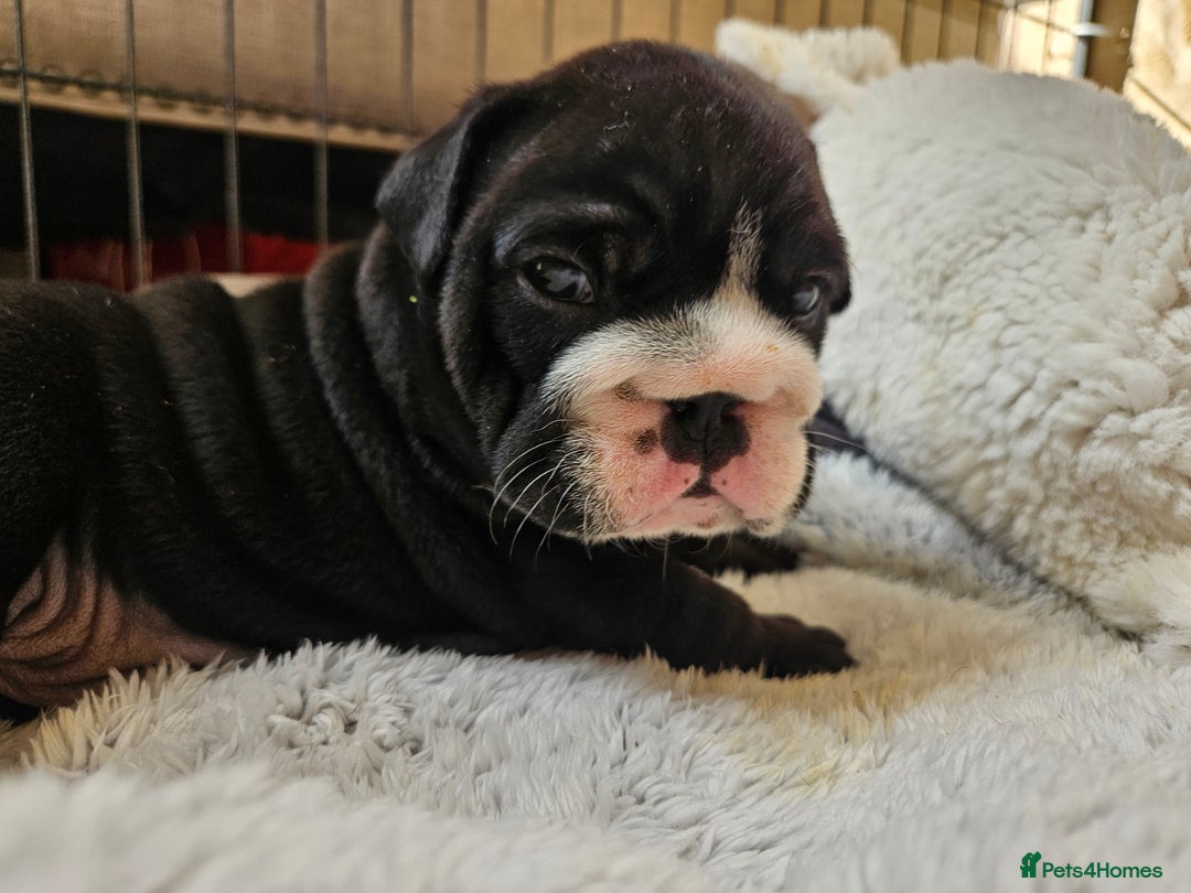 English Bulldog dogs for sale: Outstanding KC English Bulldogs, Top Quality Pups - Image 30