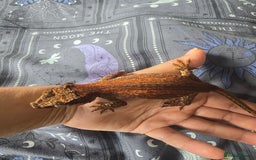 Gecko reptiles for sale: Red stripe Gargoyle Gecko with exoterra  - Image 4