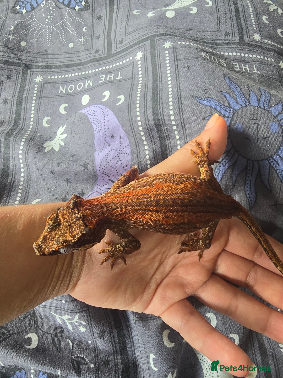 Gecko reptiles for sale: Red stripe Gargoyle Gecko with exoterra  - Image 4