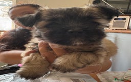 Mixed Breed dogs for sale: Schi-Chi babies in Wadebridge - Image 7