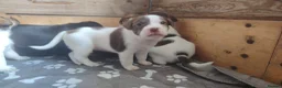 Mixed Breed dogs for sale: 3/4 Labrador Puppies for sale in Barrow-in-Furness - Advert 3