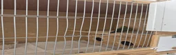 Budgerigars birds for sale: Breeding cages with budgies in Plymouth - Advert 7