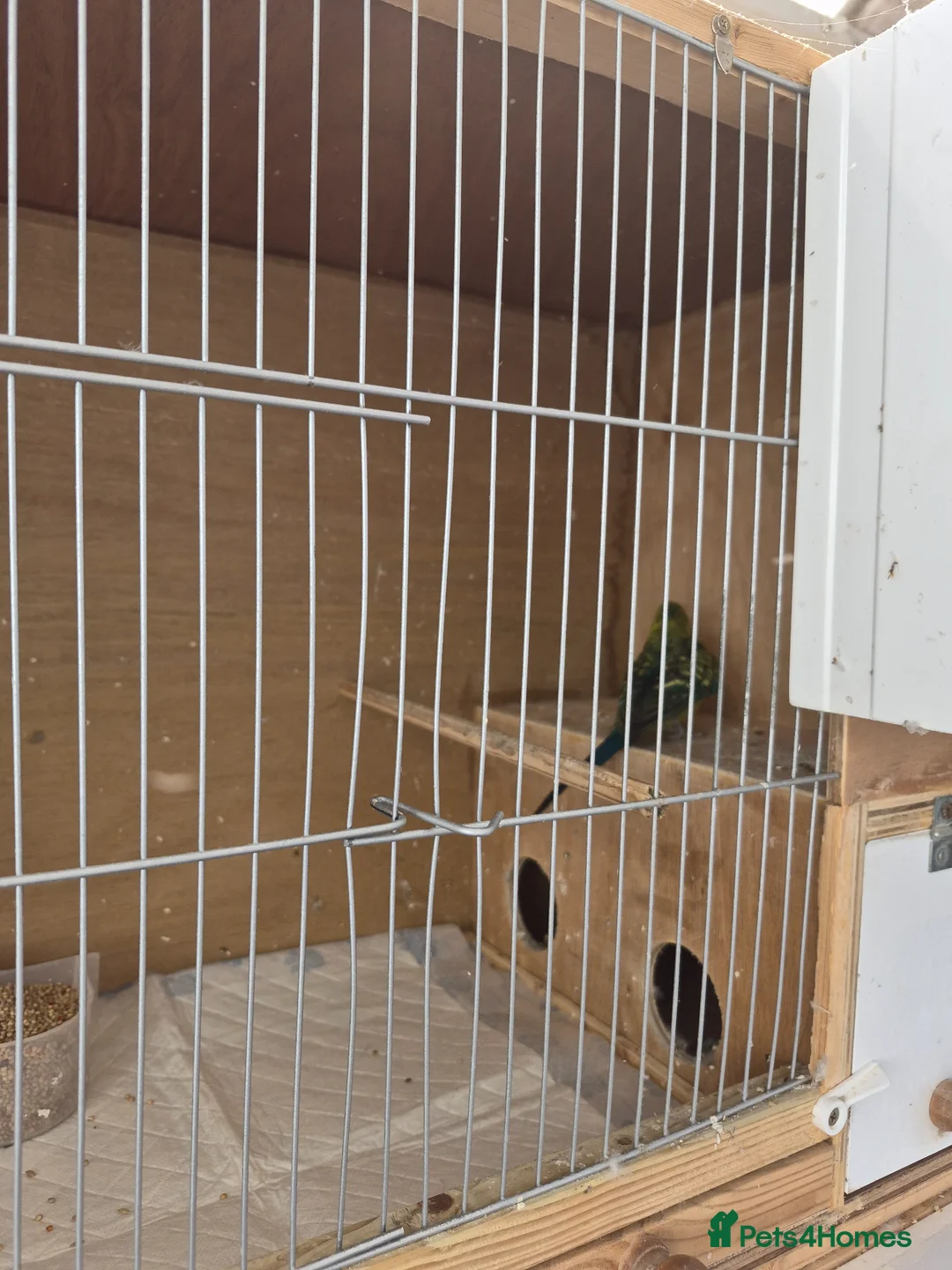 Budgerigars birds for sale: Breeding cages  - Advert 2